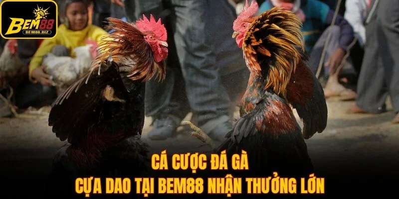 Cá cược đá gà cựa dao tại Bem88 nhận thưởng lớn