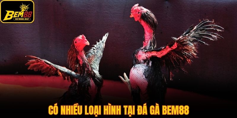Có nhiều loại hình tại đá gà Bem88