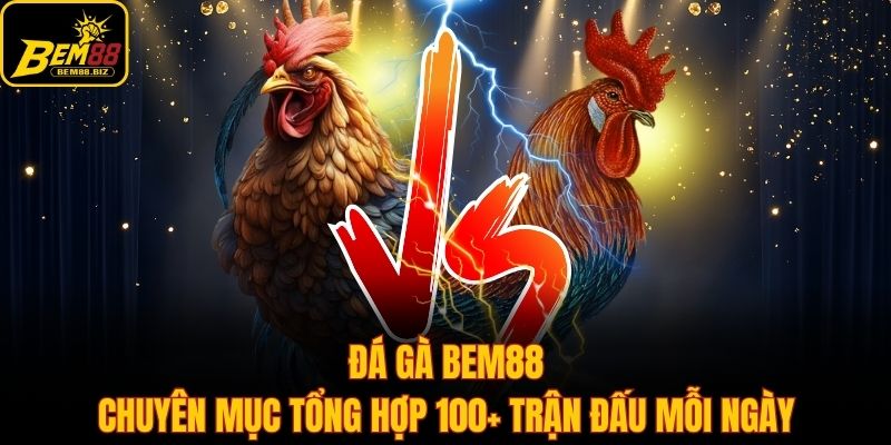 Đá Gà Bem88 - Chuyên Mục Tổng Hợp 100+ Trận Đấu Mỗi Ngày