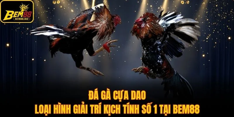 Đá Gà Cựa Dao - Loại Hình Giải Trí Kịch Tính Số 1 Tại Bem88