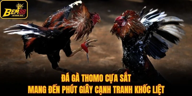 Đá gà thomo cựa sắt mang đến phút giây cạnh tranh khốc liệt