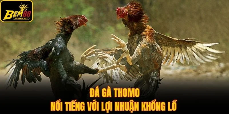 Đá gà thomo nổi tiếng với lợi nhuận khổng lồ