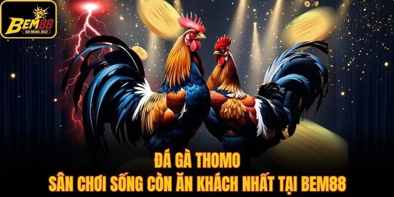 Đá Gà Thomo - Sân Chơi Sống Còn Ăn Khách Nhất Tại Bem88