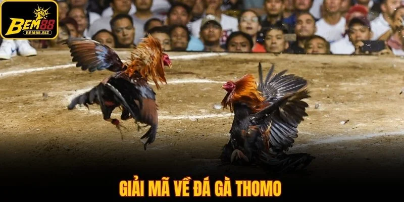 Giải mã về đá gà thomo