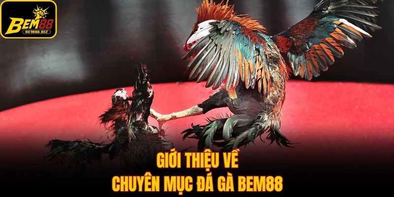Giới thiệu về chuyên mục đá gà Bem88