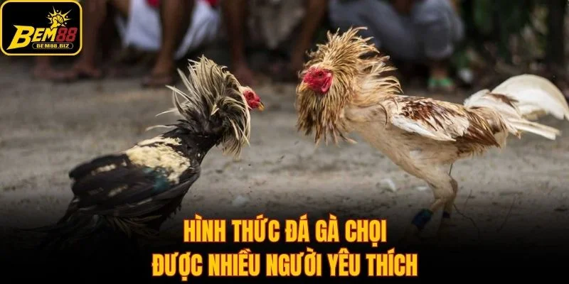 Hình thức đá gà chọi được nhiều người yêu thích