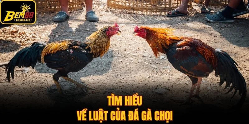 Tìm hiểu về luật của đá gà chọi