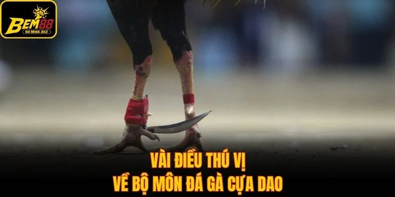 Vài điều thú vị về bộ môn đá gà cựa dao